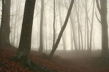 Faggeta nella nebbia